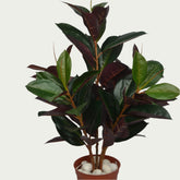 2 Ft Rubber Fig Bush Contemporary Lush Green Accent – Vibrant Decorative Plant for Home or Office – Shop Luxiplant on display with vibrant artificial foliage and lifelike features.
