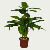 2 Ft Artificial Green Dieffenbachia – Faux Green Plant as part of a decorative indoor arrangement