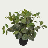 Indoor ambiance created with 2 Ft Fittonia Bush Realistic Nature-Inspired Shrub – Elegant Faux Greenery for Any Setting – Shop Luxiplant – elegant and lush.
