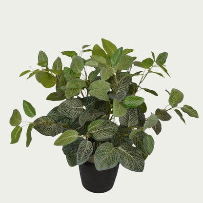 Indoor ambiance created with 2 Ft Fittonia Bush Realistic Nature-Inspired Shrub – Elegant Faux Greenery for Any Setting – Shop Luxiplant – elegant and lush.