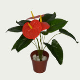 Scene featuring the 1 Ft Anthurium Bush Evergreen Artificial Botanical – Vibrant Decorative Plant for Home or Office – Shop Luxiplant, styled with complementary decor items.