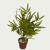 Zoomed-in look at the 1 Ft Bamboo Leaf Bush Vibrant Faux Desk Foliage – Elegant Faux Greenery for Any Setting – Shop Luxiplant, showcasing detailed craftsmanship.
