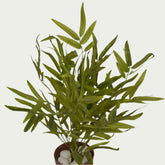 Close-up image of 1 Ft Bamboo Leaf Bush Vibrant Faux Desk Foliage – Elegant Faux Greenery for Any Setting – Shop Luxiplant – perfect for home decoration.