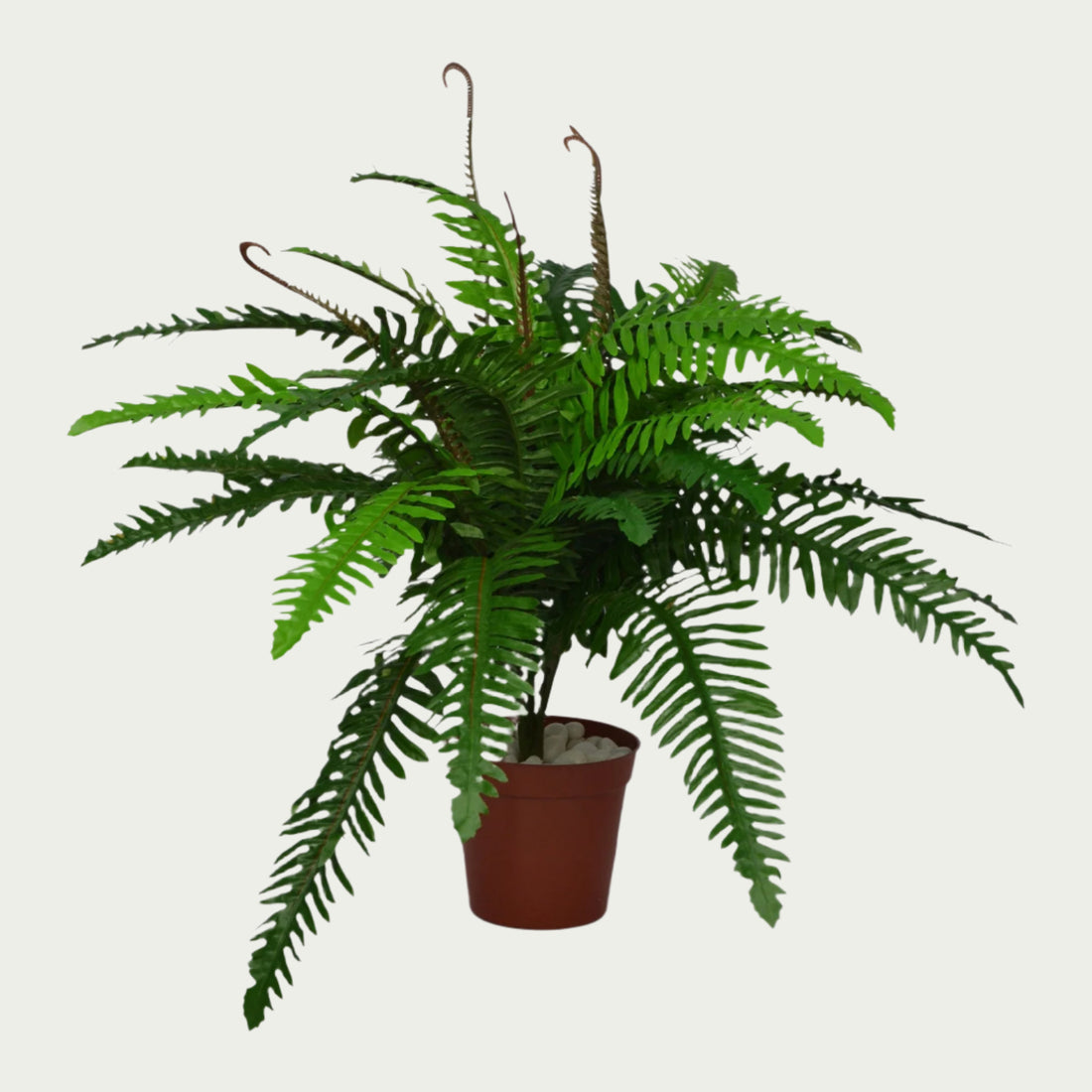 2 Ft Boston Fern Indoor Tropical Accent Plant – Realistic Touch for Modern Interiors – Shop Luxiplant arranged aesthetically, adding a tropical flair to any room.
