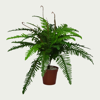 2 Ft Boston Fern Indoor Tropical Accent Plant – Realistic Touch for Modern Interiors – Shop Luxiplant arranged aesthetically, adding a tropical flair to any room.