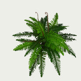 Detailed view of 2 Ft Boston Fern Indoor Tropical Accent Plant – Realistic Touch for Modern Interiors – Shop Luxiplant showing realistic textures and colors.