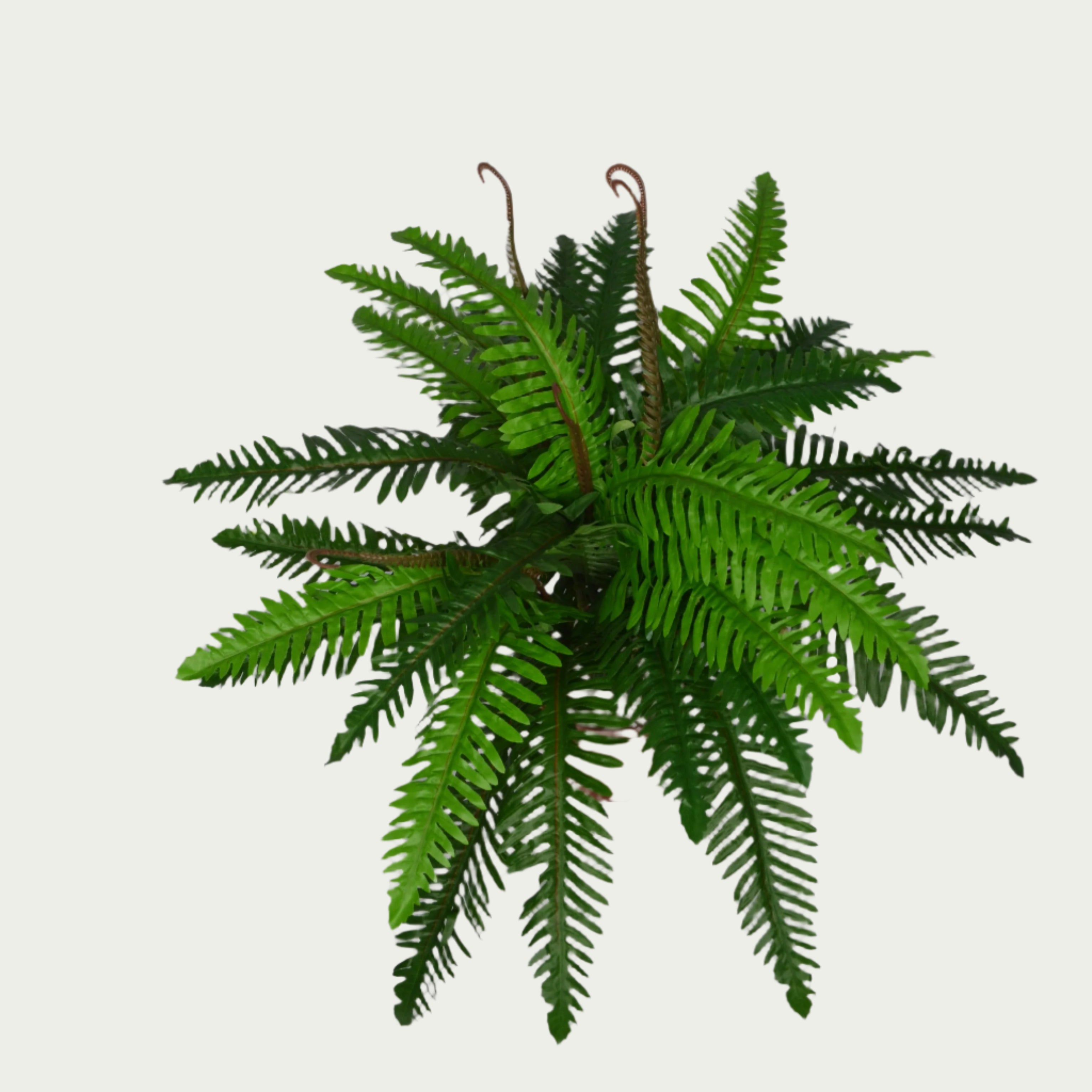 Detailed view of 2 Ft Boston Fern Indoor Tropical Accent Plant – Realistic Touch for Modern Interiors – Shop Luxiplant showing realistic textures and colors.