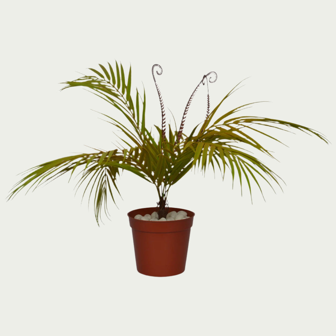 Indoor ambiance created with 1 Ft Palm Fern Bush Evergreen Artificial Botanical – Maintenance-Free Natural Look Accent – Shop Luxiplant – elegant and lush.