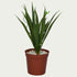 {} shown in workspace to inspire calm and focus