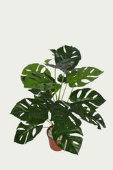 Indoor ambiance created with 2 Ft Monstera Bush Realistic Nature-Inspired Shrub – Maintenance-Free Natural Look Accent – Shop Luxiplant – elegant and lush.