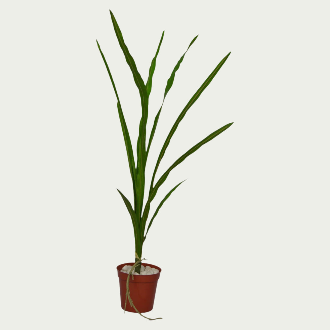Decorative shot highlighting the unique design of 3 Ft Snake Plant Elegant Synthetic Home Plant – Chic Artificial Plant to Elevate Any Space – Shop Luxiplant.