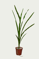 Eye-catching product image of 3 Ft Snake Plant Elegant Synthetic Home Plant – Chic Artificial Plant to Elevate Any Space – Shop Luxiplant, ideal for indoor settings.