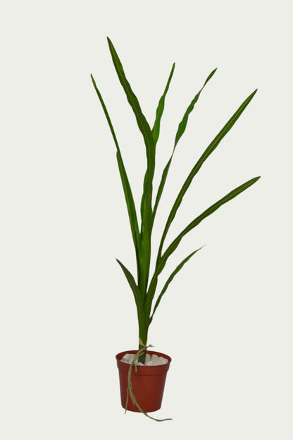 Eye-catching product image of 3 Ft Snake Plant Elegant Synthetic Home Plant – Chic Artificial Plant to Elevate Any Space – Shop Luxiplant, ideal for indoor settings.