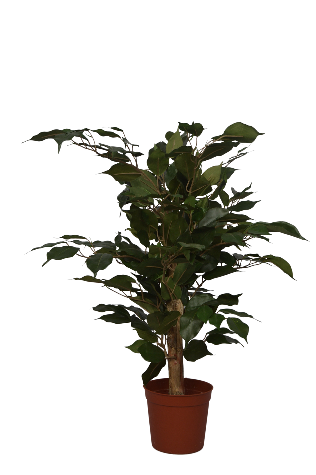 2 Ft Artificial Ficus Plant – Small Faux Tree with Realistic Green Leaves for Indoor Home, Office &amp; Tabletop Décor
