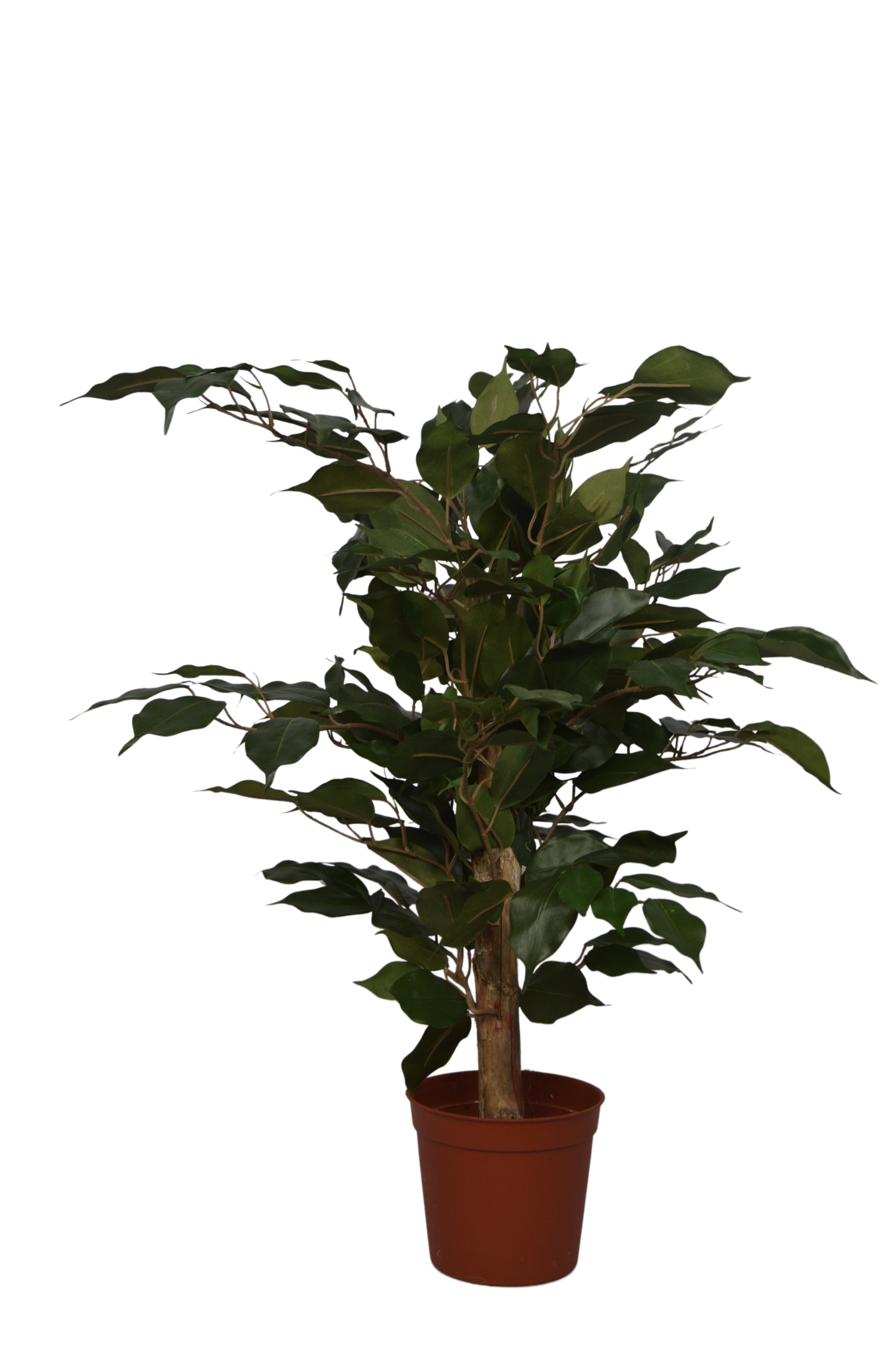 2 Ft Artificial Ficus Plant – Small Faux Tree with Realistic Green Leaves for Indoor Home, Office &amp; Tabletop Décor