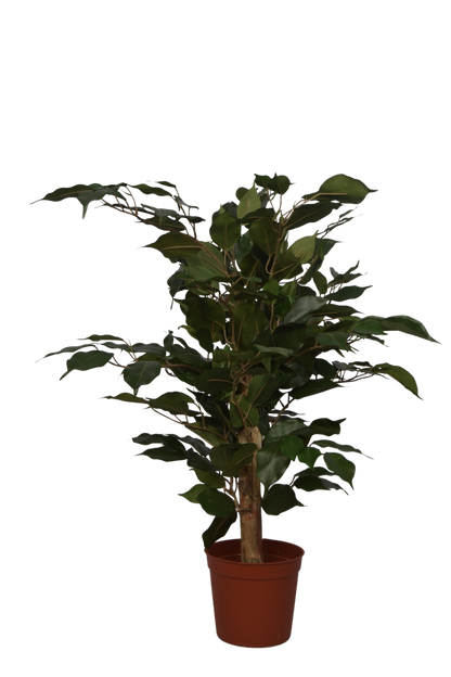 2 Ft Artificial Ficus Plant – Small Faux Tree with Realistic Green Leaves for Indoor Home, Office &amp; Tabletop Décor