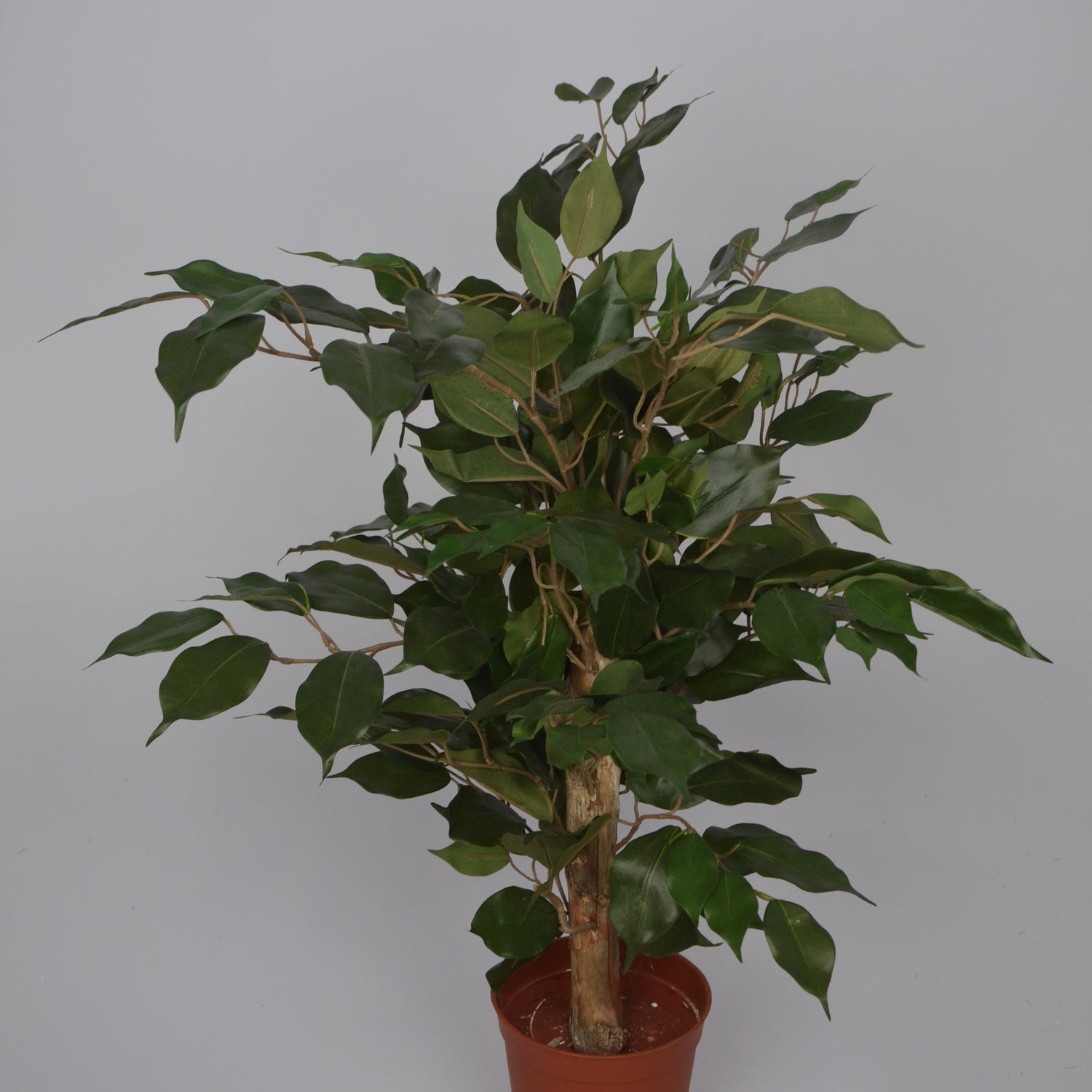 2 Ft Artificial Ficus Plant – Small Faux Tree with Realistic Green Leaves for Indoor Home, Office &amp; Tabletop Décor