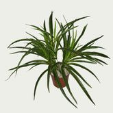 1 Ft Dracaena Bush Stylish Faux Patio Centerpiece – Elegant Faux Greenery for Any Setting – Shop Luxiplant on display with vibrant artificial foliage and lifelike features.