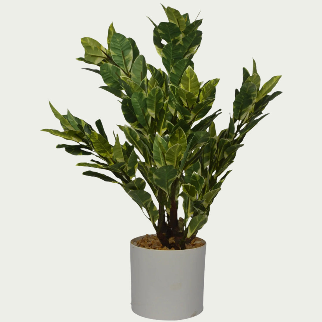 {} as part of a curated indoor garden setup (variation)
