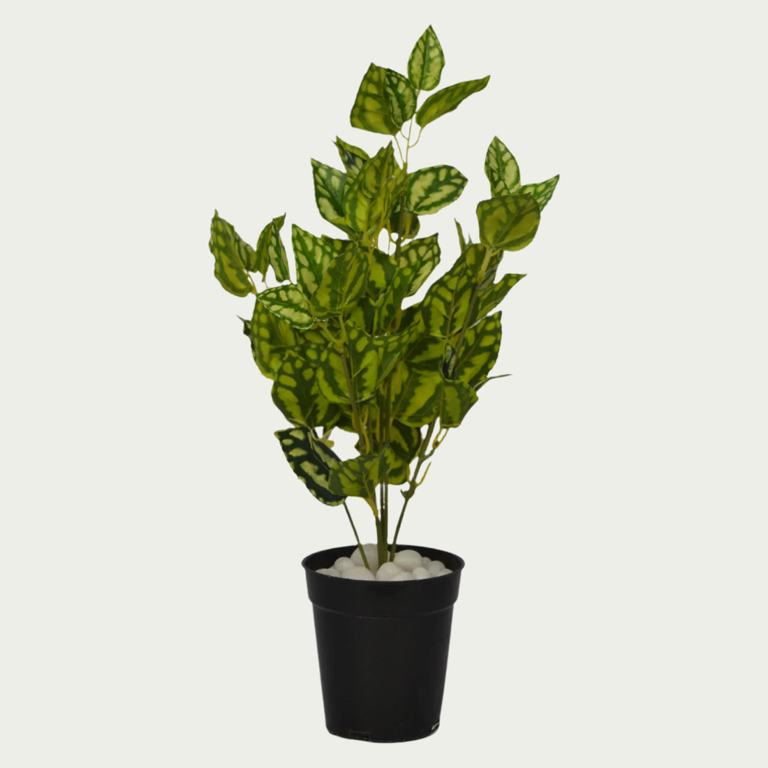 Close-up image of 2 Ft Watermelon Bush Premium Decorative Green Bush – Vibrant Decorative Plant for Home or Office – Shop Luxiplant – perfect for home decoration.