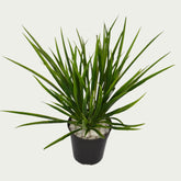 Eye-catching product image of 1 Ft Grass Bush Contemporary Lush Green Accent – Vibrant Decorative Plant for Home or Office – Shop Luxiplant, ideal for indoor settings.