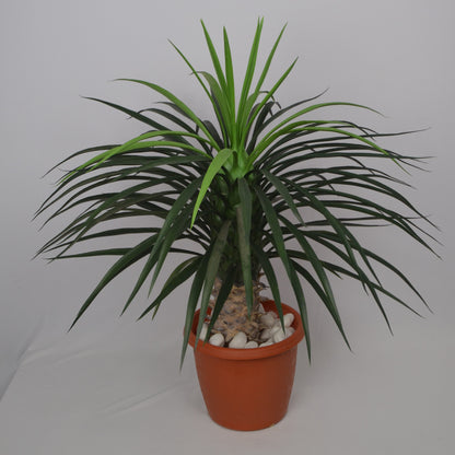 3 Ft Artificial Dracaena Plant – Lifelike Faux Greenery with Two-Tone Leaves for Indoor Home, Office &amp; Tabletop Décor