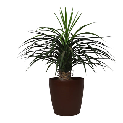 3 Ft Artificial Dracaena Plant – Lifelike Faux Greenery with Two-Tone Leaves for Indoor Home, Office &amp; Tabletop Décor