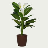 Bright leaves of {} playing with indoor shadows