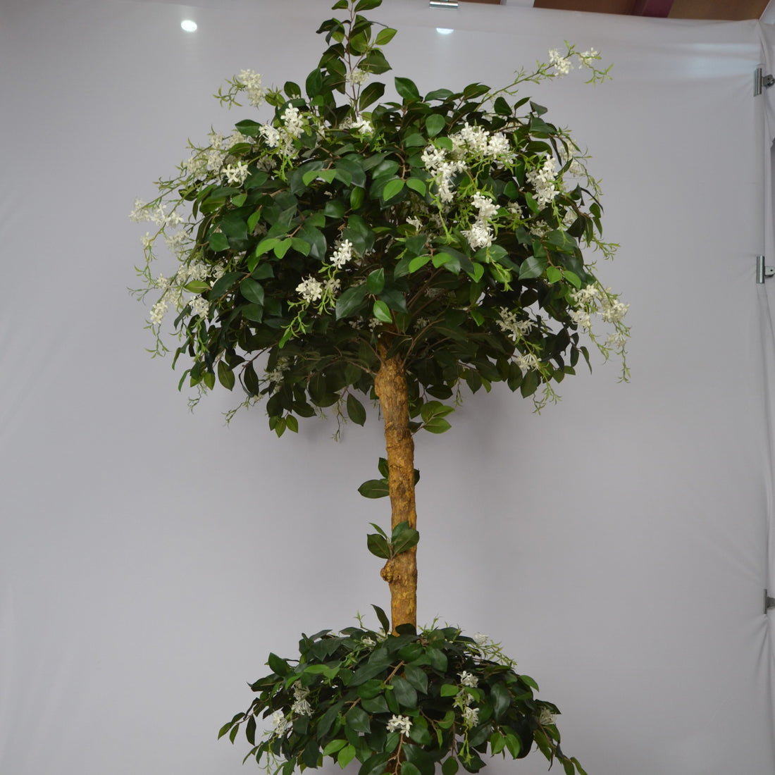 Potted plant with green leaves and white flowers against a plain background