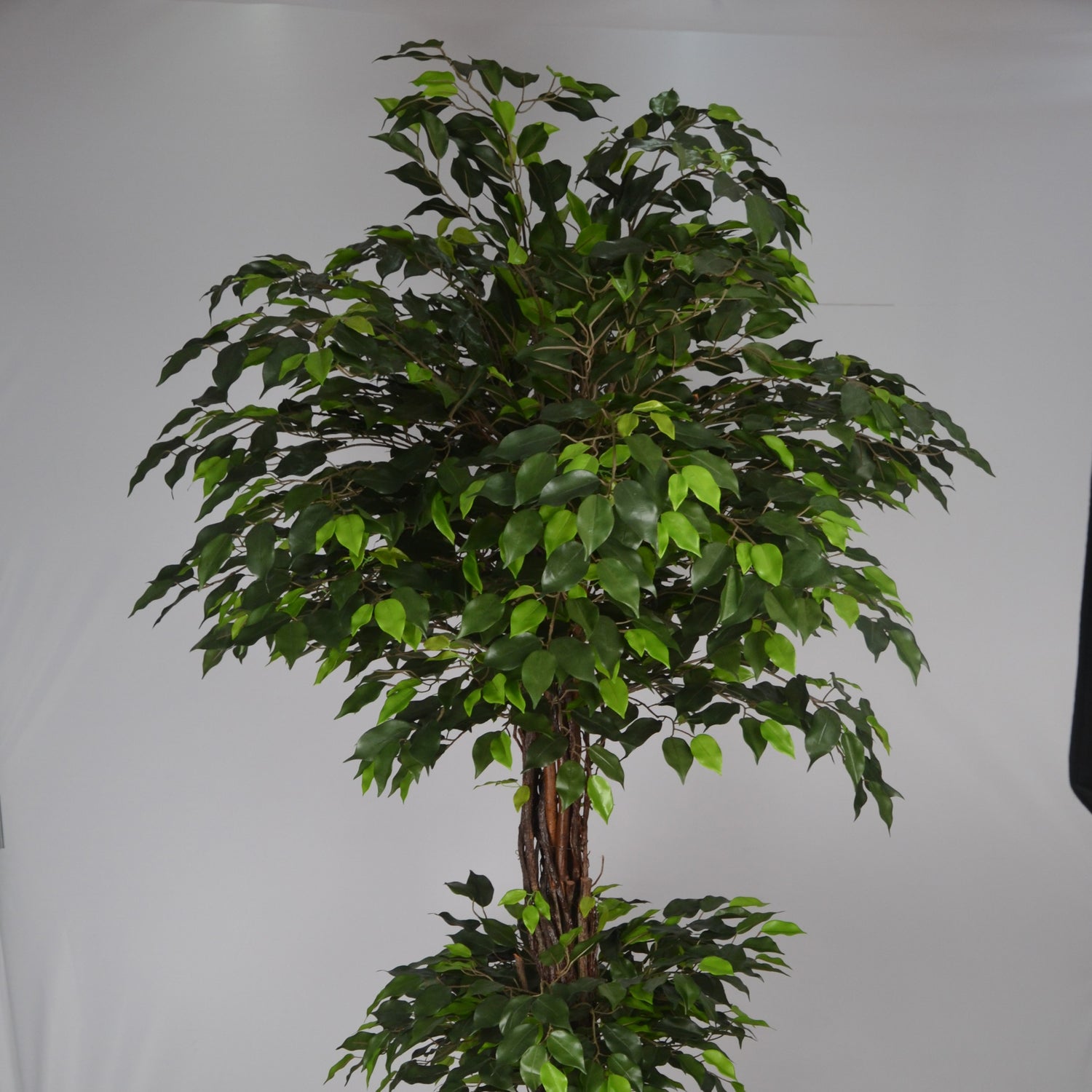 6 Ft Artificial Green Ficus Topiary – Extra Tall Sculpted Faux Tree with Lush Realistic Leaves for Indoor Home, Office &amp; Grand Entry Décor