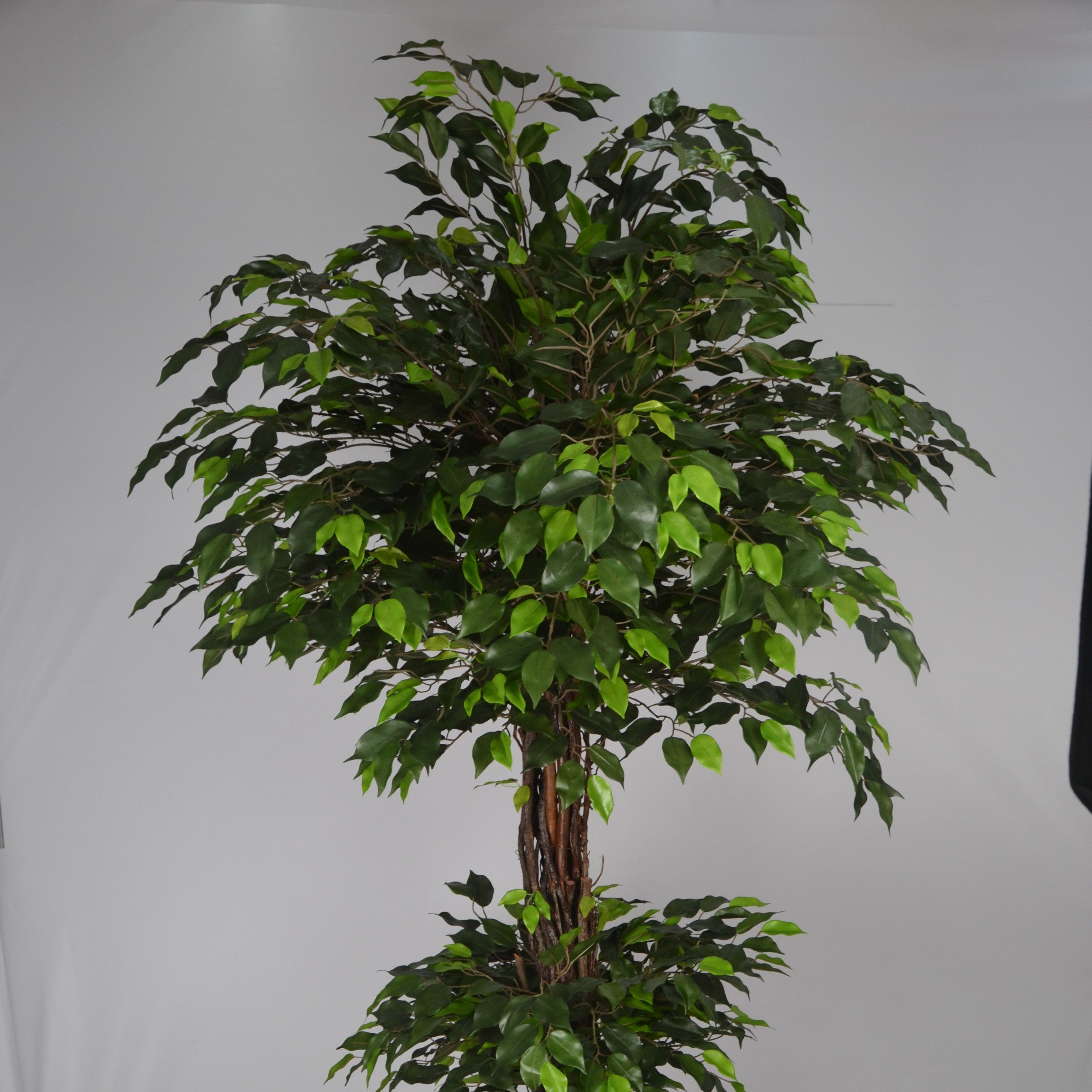 6 Ft Artificial Green Ficus Topiary – Extra Tall Sculpted Faux Tree with Lush Realistic Leaves for Indoor Home, Office &amp; Grand Entry Décor