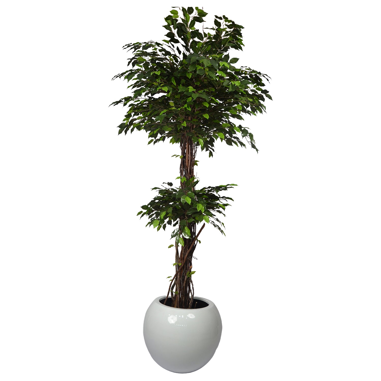 6 Ft Artificial Green Ficus Topiary – Extra Tall Sculpted Faux Tree with Lush Realistic Leaves for Indoor Home, Office &amp; Grand Entry Décor