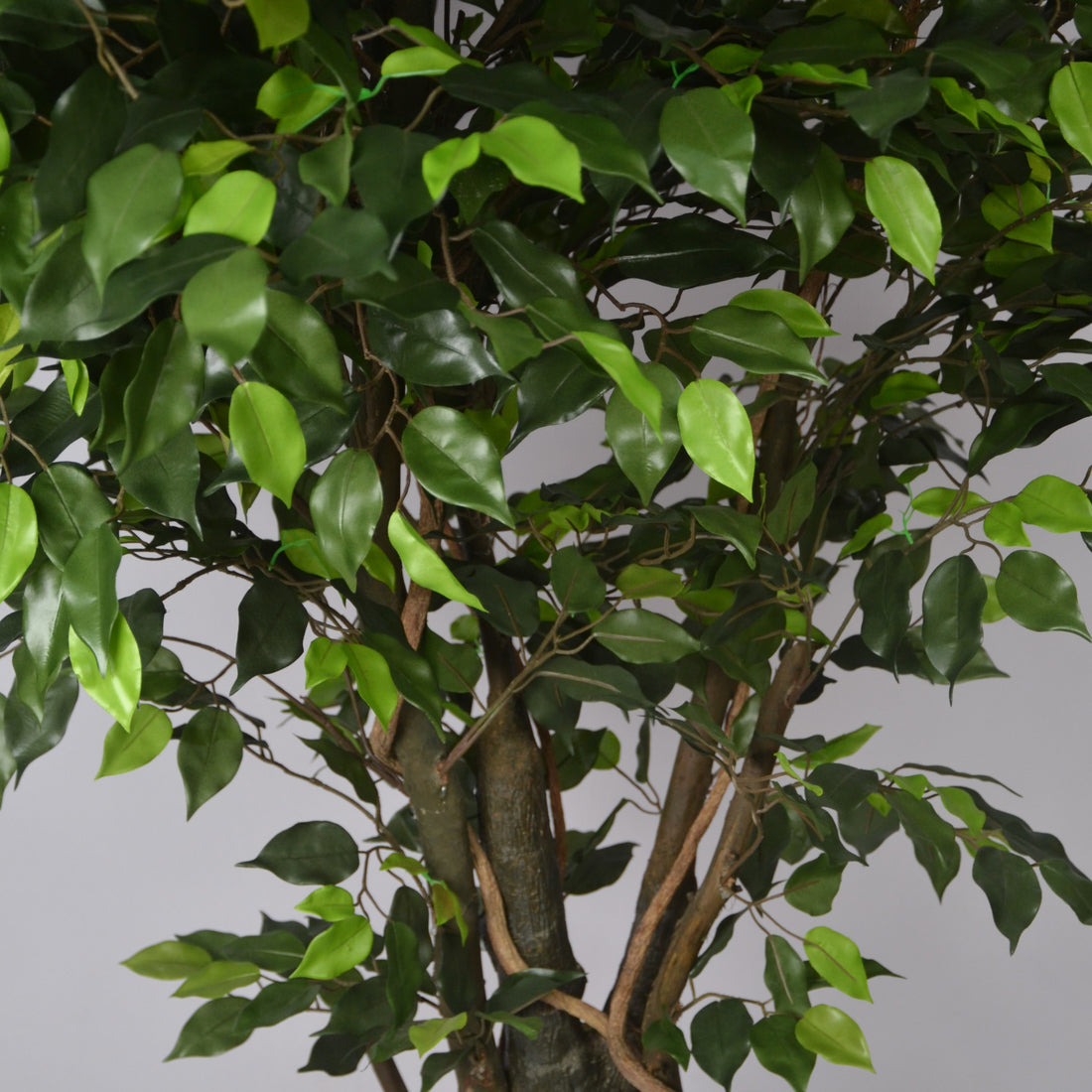 An artificial ficus plant with green leaves and a visible man-made trunk.