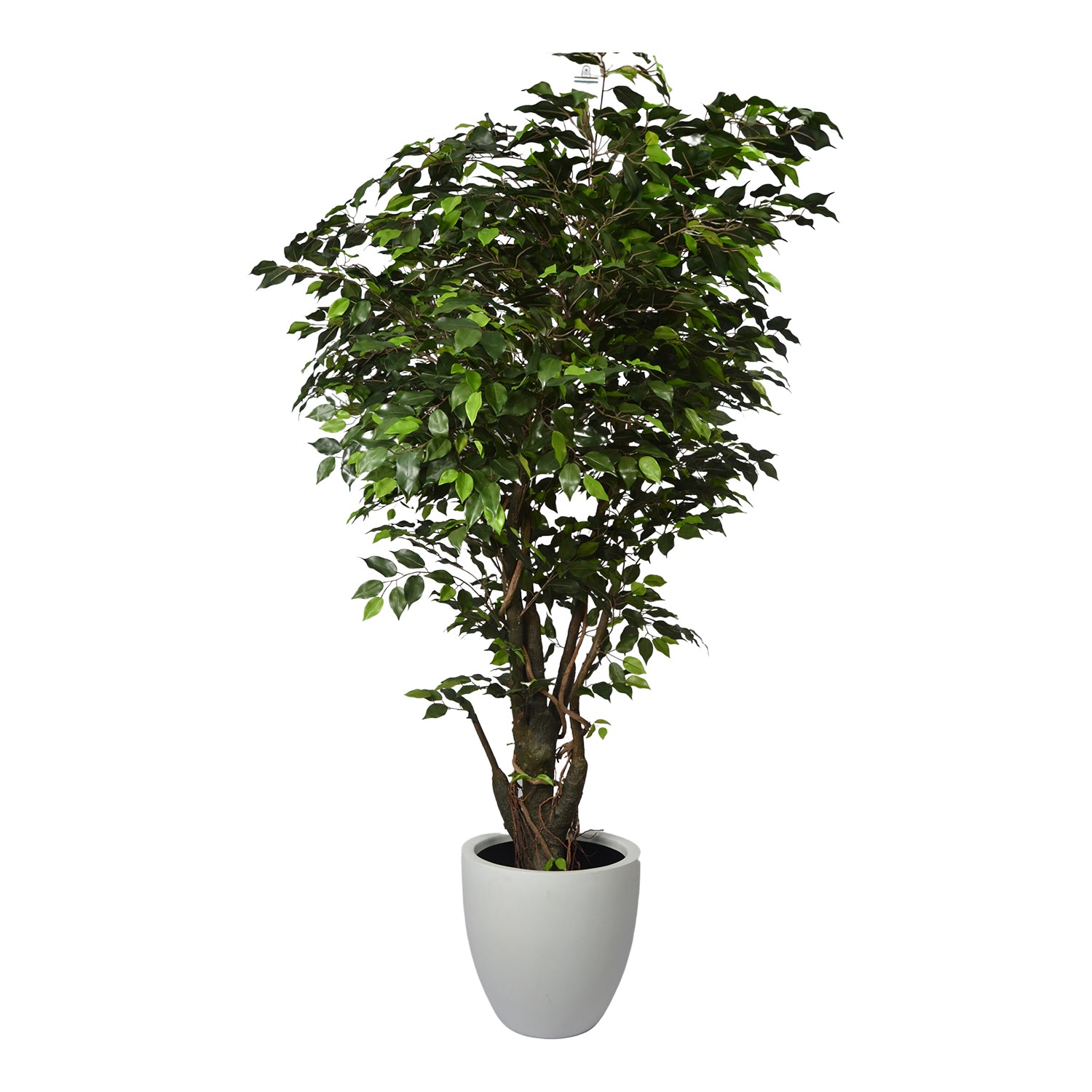 6 Ft Artificial Ficus Plant – Tall Realistic Faux Tree with Lush Green Leaves for Indoor Home, Office &amp; Corner Décor