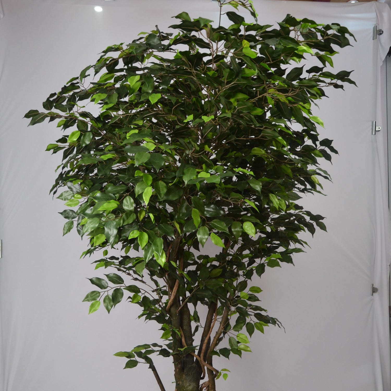 6 Ft Artificial Ficus Plant – Tall Realistic Faux Tree with Lush Green Leaves for Indoor Home, Office &amp; Corner Décor