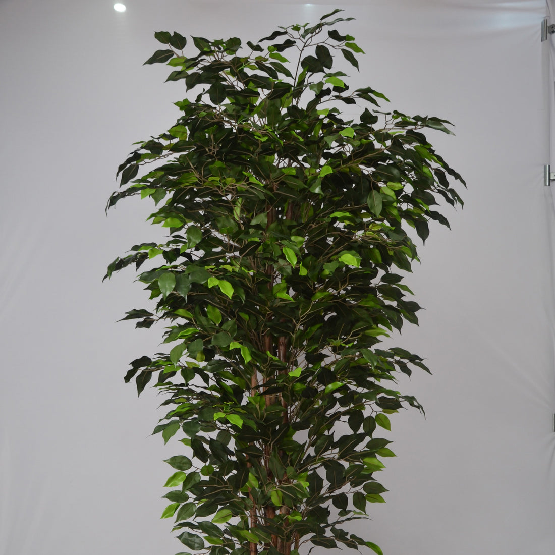 6 Ft Artificial Ficus Plant – Extra Tall Faux Indoor Tree with Realistic Green Leaves & Natural Trunk for Home, Office & Corner Décor