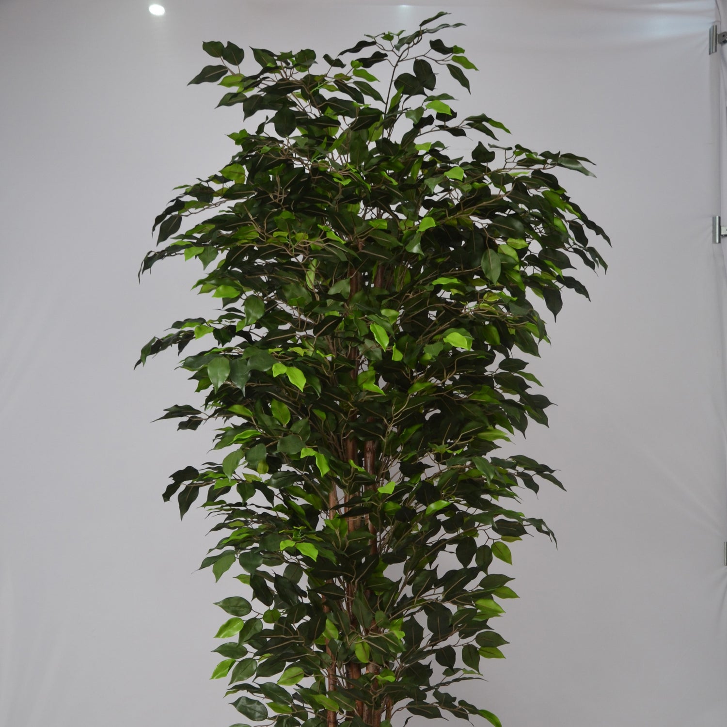 6 Ft Artificial Ficus Plant – Extra Tall Faux Indoor Tree with Realistic Green Leaves &amp; Natural Trunk for Home, Office &amp; Corner Décor