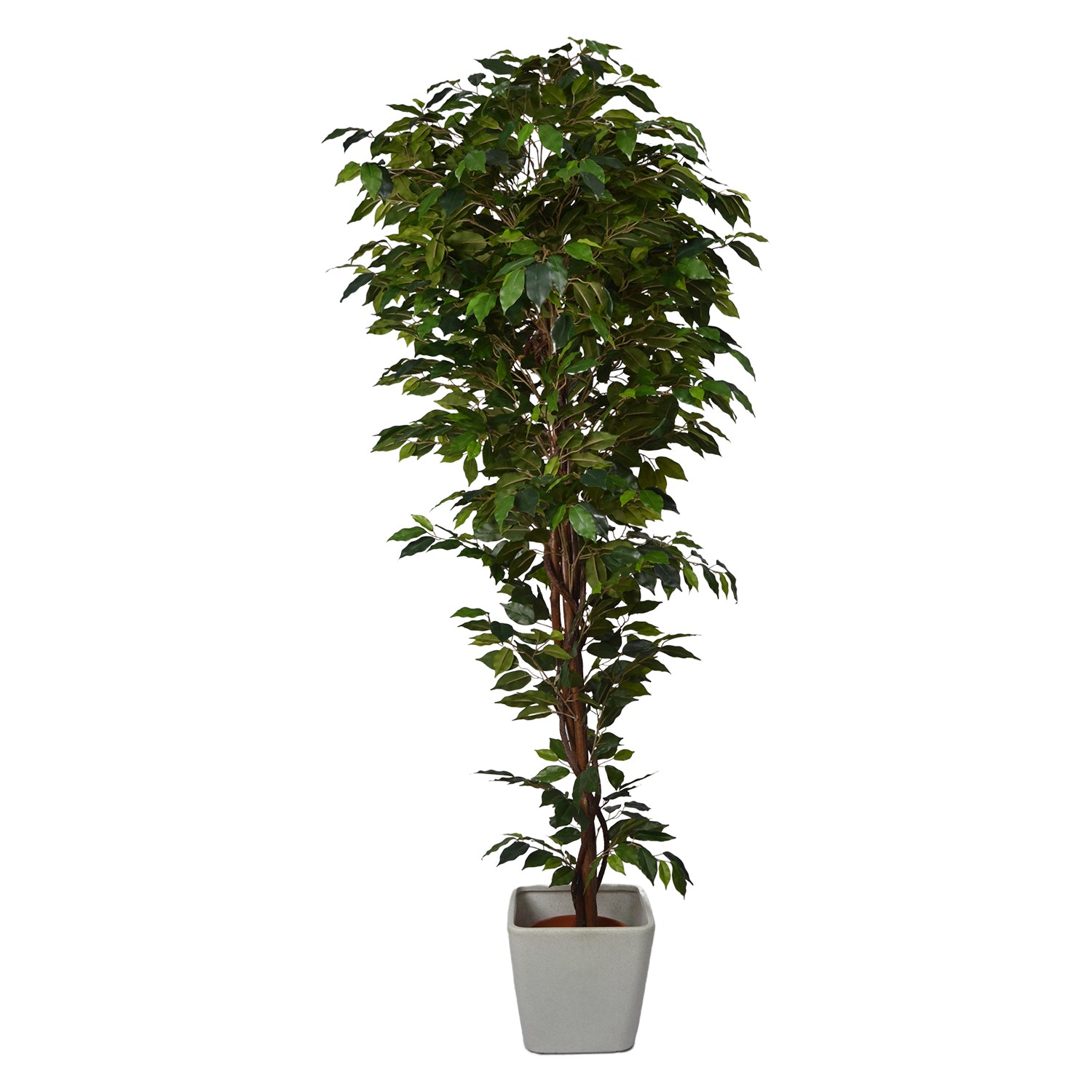 6 Ft Artificial Ficus Plant – Tall Faux Indoor Tree with Lush Green Leaves &amp; Realistic Trunk for Home, Office &amp; Large Space Décor