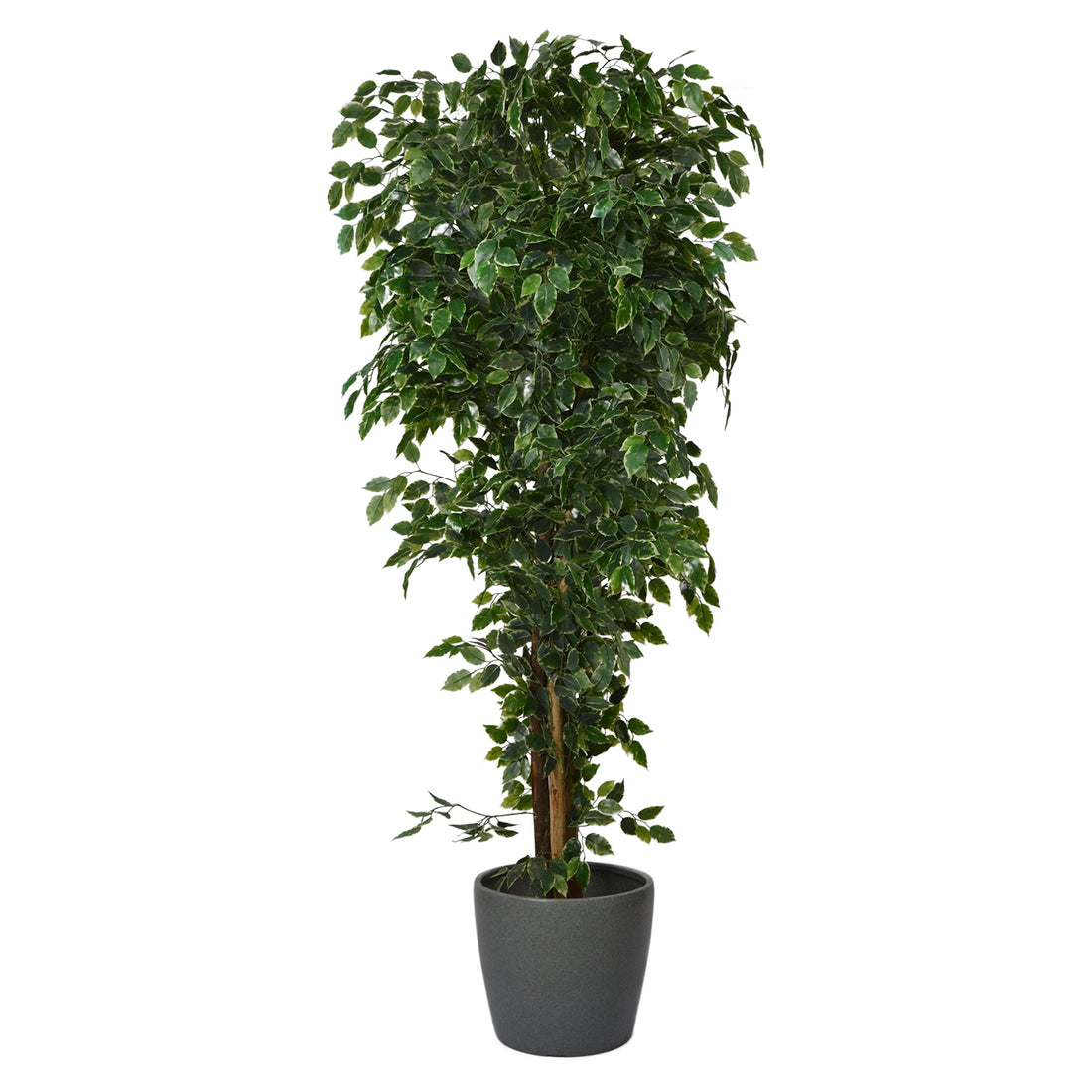 A potted Ficus plant with green leaves, displayed against a plain background.