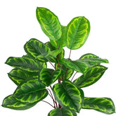 2 Ft Northlight Two-Tone Calathea Artificial Potted Plant - 30" – enhances any living space naturally
