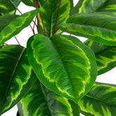 2 Ft Northlight Two-Tone Calathea Artificial Potted Plant - 30" – adds a lush green touch to interiors