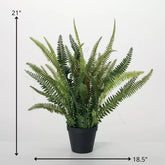 1.5 Ft Sullivans Artificial 21" Lush Black-Potted Fern, Green – adds a lush green touch to interiors