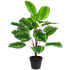 2 Ft Northlight Two-Tone Calathea Artificial Potted Plant - 30" – perfect for modern home decor