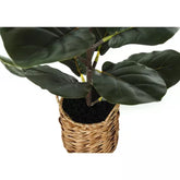 2 Ft Monarch Specialties Artificial Plant Tall Fiddle Tree Indoor Faux Fake Floor Greenery Potted Real Touch Decorative Green Leaves Beige Woven Basket – lifelike tropical plant alternative