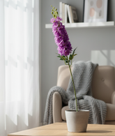 Purple flower in a pot on a table with a blurred background of a living room.