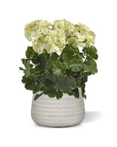 1.5 Ft Artificial Geranium PL plant 38cm cream UV proof – premium artificial houseplant design