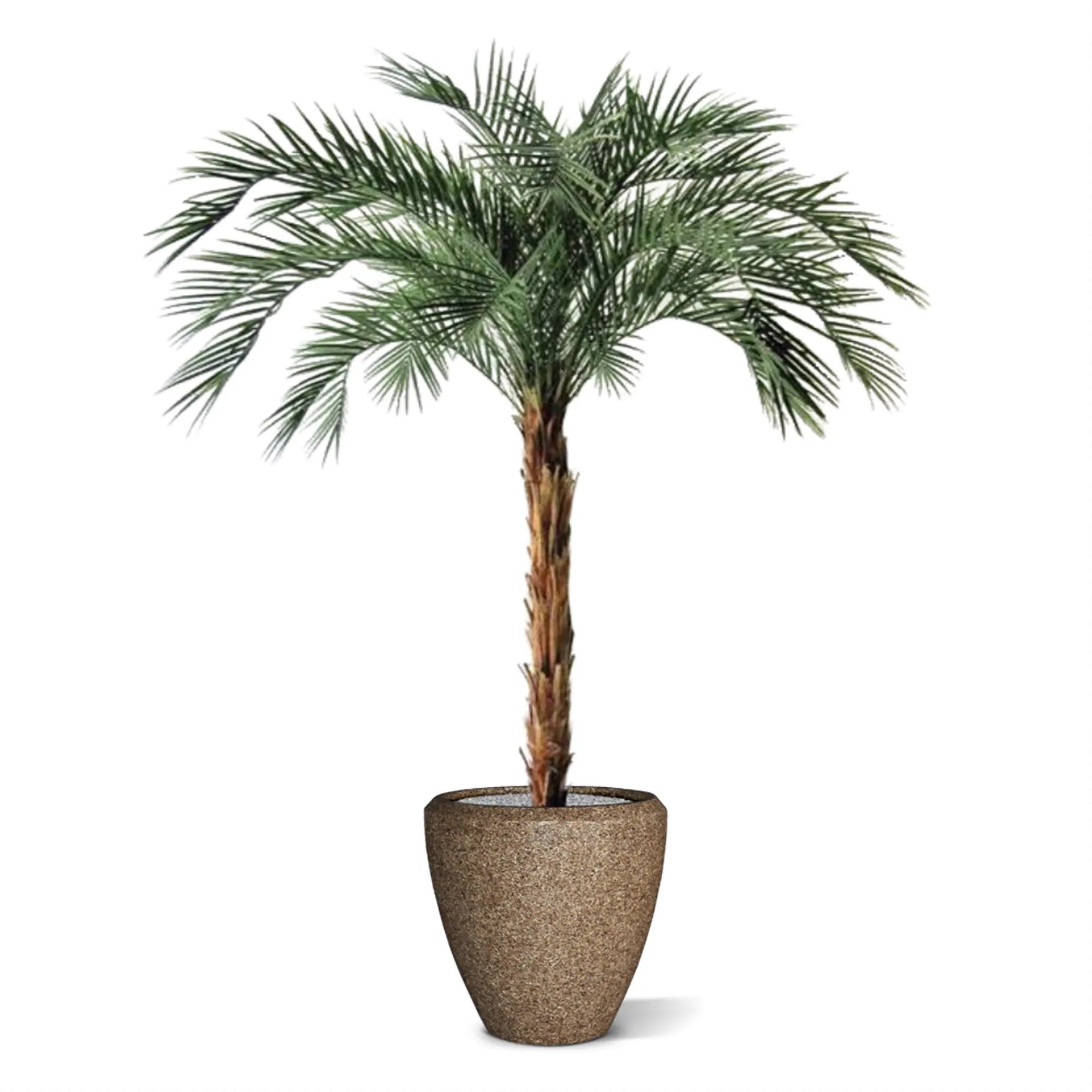 6 Ft Artificial Phoenix Palm OD Deluxe 225cmArtificial Phoenix Palm OD Deluxe 225cm – enhances any living space naturally