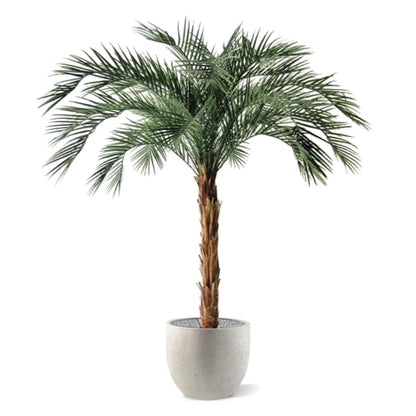 6 Ft Artificial Phoenix Palm OD Deluxe 225cmArtificial Phoenix Palm OD Deluxe 225cm – crafted for realistic tropical vibes