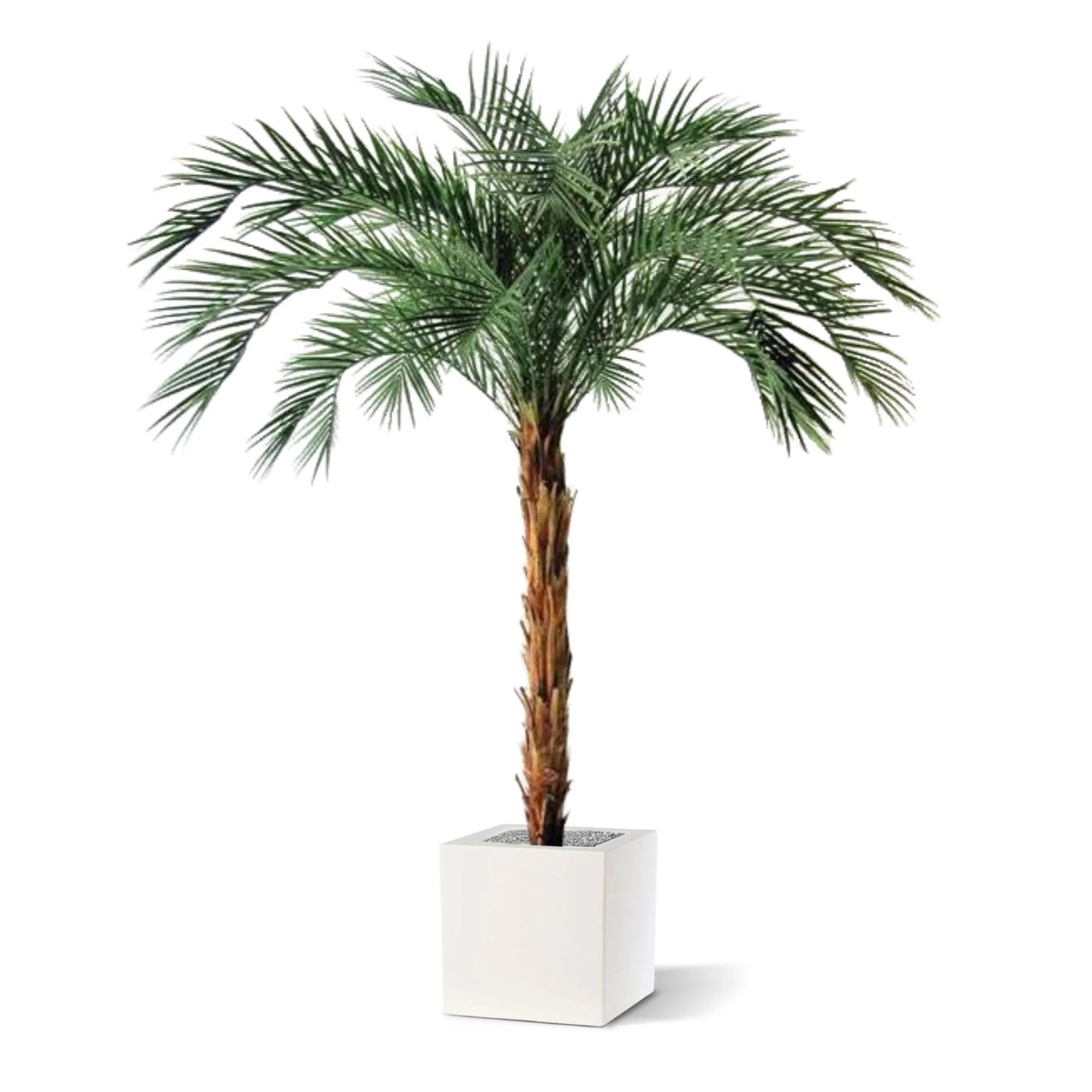 6 Ft Artificial Phoenix Palm OD Deluxe 225cmArtificial Phoenix Palm OD Deluxe 225cm – decorative plant with zero maintenance