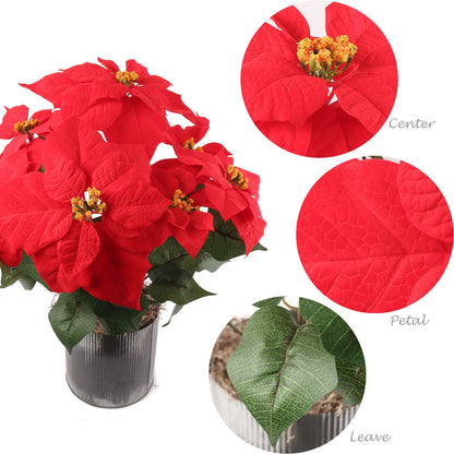 Red poinsettia plant with close-up details on a white background